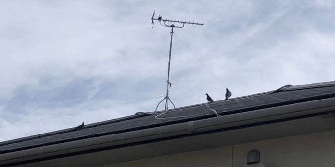 春が近づくにつれ、増える鳩被害⚡