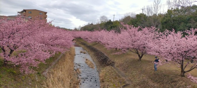 春が近づくにつれ、増える鳩被害⚡